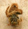 Xylocopa sp.